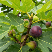 Ripe purple figs and green unripe figs on a branch with large, vibrant green leaves, showcasing the natural growth of a 'Bornholm's Diamond' Fig Tree.