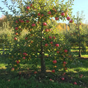 5ft Bountiful' Apple Tree | 9L Pot | 2 Years Old