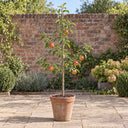 Braeburn Hillwell Apple Tree in a courtyard garden