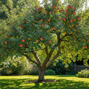 5ft 'Braeburn Hillwell' Semi-Dwarfing Apple Tree | Bare Root | 2 Years Old