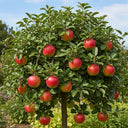 5ft 'Braeburn Hillwell' Dwarfing Apple Tree | Bare Root | 2 Years Old