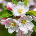 5ft 'Bramley's Seedling' Semi-Dwarfing Apple Tree | Bare Root | 2 Years Old