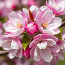5ft Crabapple Tree | Malus 'Brandywine' | 9L Pot