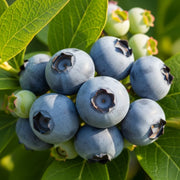 Adjust the Cluster of ripe 'Brigitta' blueberries, deep blue, surrounded by green leaves, in sunlight, highlighting their smooth texture & freshness.