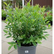 Potted Brigitta Blueberry Bush with lush green leaves and clusters of unripe berries, placed on a paved surface in a garden setting.