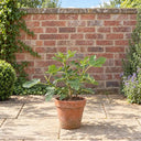 Brown Turkey Fig Bush in a courtyard garden
