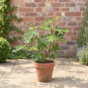 Brown Turkey Fig Bush in a courtyard garden