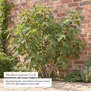 Brown Turkey fig: mediterranean look