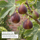 Brown Turkey fig: sweet, juicy figs