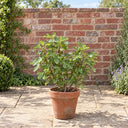 Brown Turkey Fig Bush in a courtyard garden
