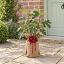 Gift Wrapped Brown Turkey Fig Bush in a courtyard garden