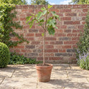 Half Standard Brown Turkey Fig in a courtyard garden