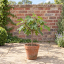 Mini Standard Brown Turkey Fig in a courtyard garden