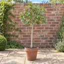 Mature Half Standard Brown Turkey Fig in a courtyard garden