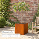 Mature Half Standard Brown Turkey Fig planted in one of our Woven Wood planters