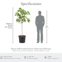 Mature Half Standard Brown Turkey Fig specifications, height on arrival