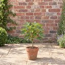 Mini Standard Brown Turkey Fig in a courtyard garden