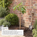 How to plant a mature half standard brown turkey fig