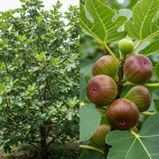 Lush UK Hardy Fig Tree 'Brown Turkey' with broad green leaves on the left, ripe purple figs clustered on branches with vibrant green leaves on the right.