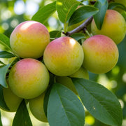 Cambridge Gage Plum Tree | 2 Year Old Bare Root | 5ft