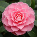3ft 'Nuccio's Pearl' Japanese Camellia | 5L Pot