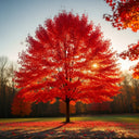 5ft Canadian Red Maple Tree | Acer rubrum | 7.5L Pot | 2 Years Old