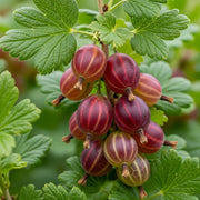 Cluster of ripe red 'Captivator' Gooseberries with striped patterns hanging from a branch, surrounded by vibrant green leaves in a garden setting.