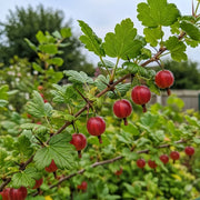 Captivator Gooseberry Bush branch, ripe red berries & green leaves, garden setting, blurred foliage & wooden fence.