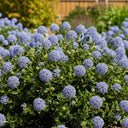 15cm Ceanothus thrysiflorus 'Repens' | 9cm Pot