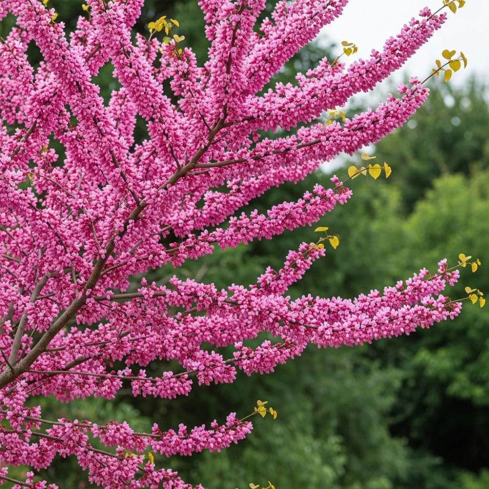 5ft Chinese Redbud Tree | Cercis chinensis 'Avondale' | 4.5L Pot