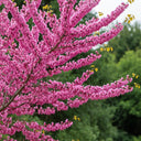 3ft Chinese Redbud Tree | Cercis chinensis 'Avondale' | 4.5L Pot