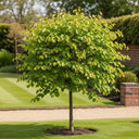 5ft Eastern Redbud Tree | Cercis canadensis | 7.5L pot
