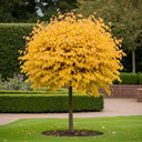 5ft Eastern Redbud Tree | Cercis canadensis | 7.5L pot