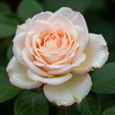 Large 2ft Champagne Moment' Floribunda Rose | 4.5L Pot