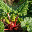 Adjust the 'Champagne' Rhubarb Plant with large, crinkled green leaves and thick red stalks growing in a garden, surrounded by lush foliage and sunlight.