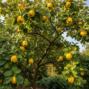 5ft 'Champion' Quince Tree | Bare Root | 2 Years Old
