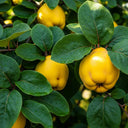 7ft Quince 'Champion' | 3 Year Old Mature Tree in a 18L Pot