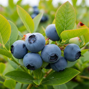 A cluster of ripe blueberries on a 'Chandler' Blueberry Bush with vibrant green leaves, showcasing fresh, plump berries in a natural outdoor setting.