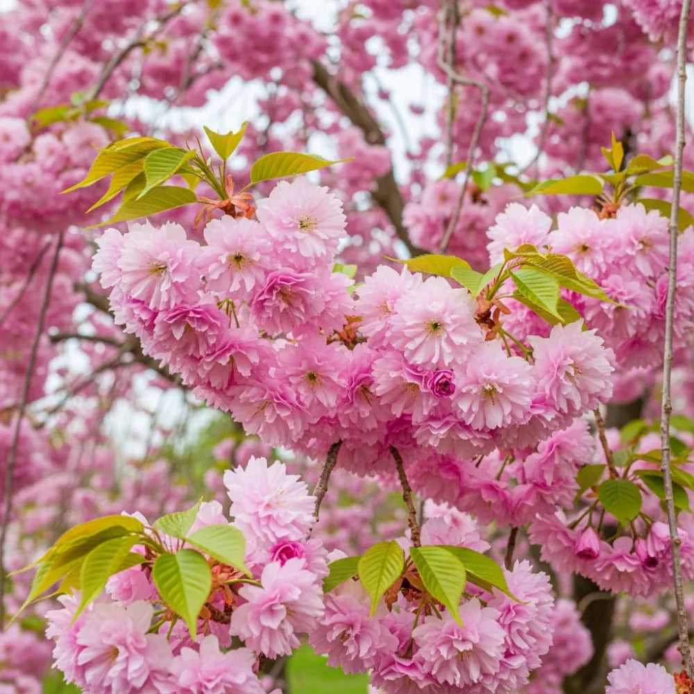 8ft Standard Cheal's Weeping Cherry Blossom Tree | 'Kiku Shidare Zakura' | 6/8cm Girth | Grown in 20L Airpot
