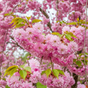 5ft Cheal's Weeping Cherry Blossom Tree | Prunus 'Kiku-Shidare' | 7.5L Pot | 2 Years Old