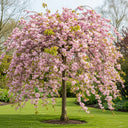 7ft Half-Standard 'Kiku Shidare Zakura' Mature Cheal's Weeping Cherry Blossom Tree | 6/8cm Girth | Grown in 20L Airpot