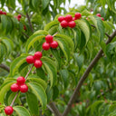 60cm Cherry Dogwood Hedging | Cornus mas | Bare Root