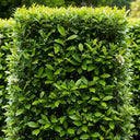 60cm Cherry Laurel Hedging | Prunus laurocerasus 'Rotundifolia' | Bare Root