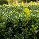 45cm Cherry Laurel Hedging | Prunus laurocerasus 'Rotundifolia' | Bare Root