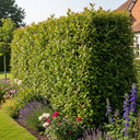 3ft Cherry Laurel Hedging | Prunus laurocerasus 'Rotundifolia' | 3L Pot