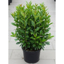 10 x 3ft Cherry Laurel Hedging | Prunus laurocerasus 'Rotundifolia' | 3L Pot
