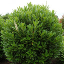 5 x 3ft Cherry Laurel Hedging | Prunus laurocerasus 'Rotundifolia' | 3L Pot
