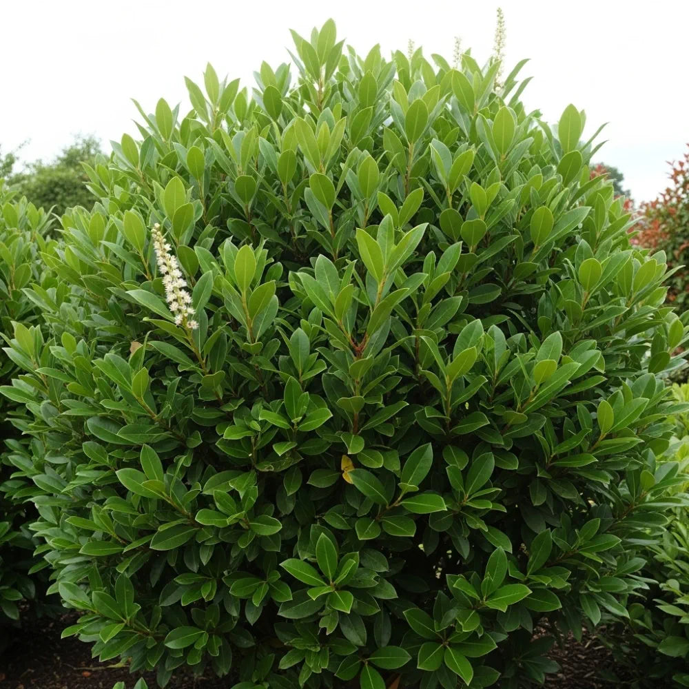 10 x 3ft Cherry Laurel Hedging | Prunus laurocerasus 'Rotundifolia' | 3L Pot