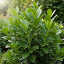 5 x 3ft Cherry Laurel Hedging | Prunus laurocerasus 'Rotundifolia' | 3L Pot