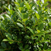 30-45cm Cherry Laurel Hedging | Prunus laurocerasus 'Rotundifolia' | 3L Pot